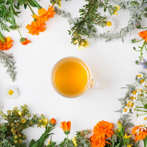Phytothérapie Maxipharma Roulland